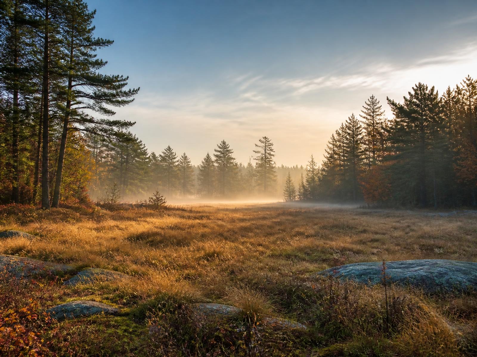 Morning mist across an open meadow