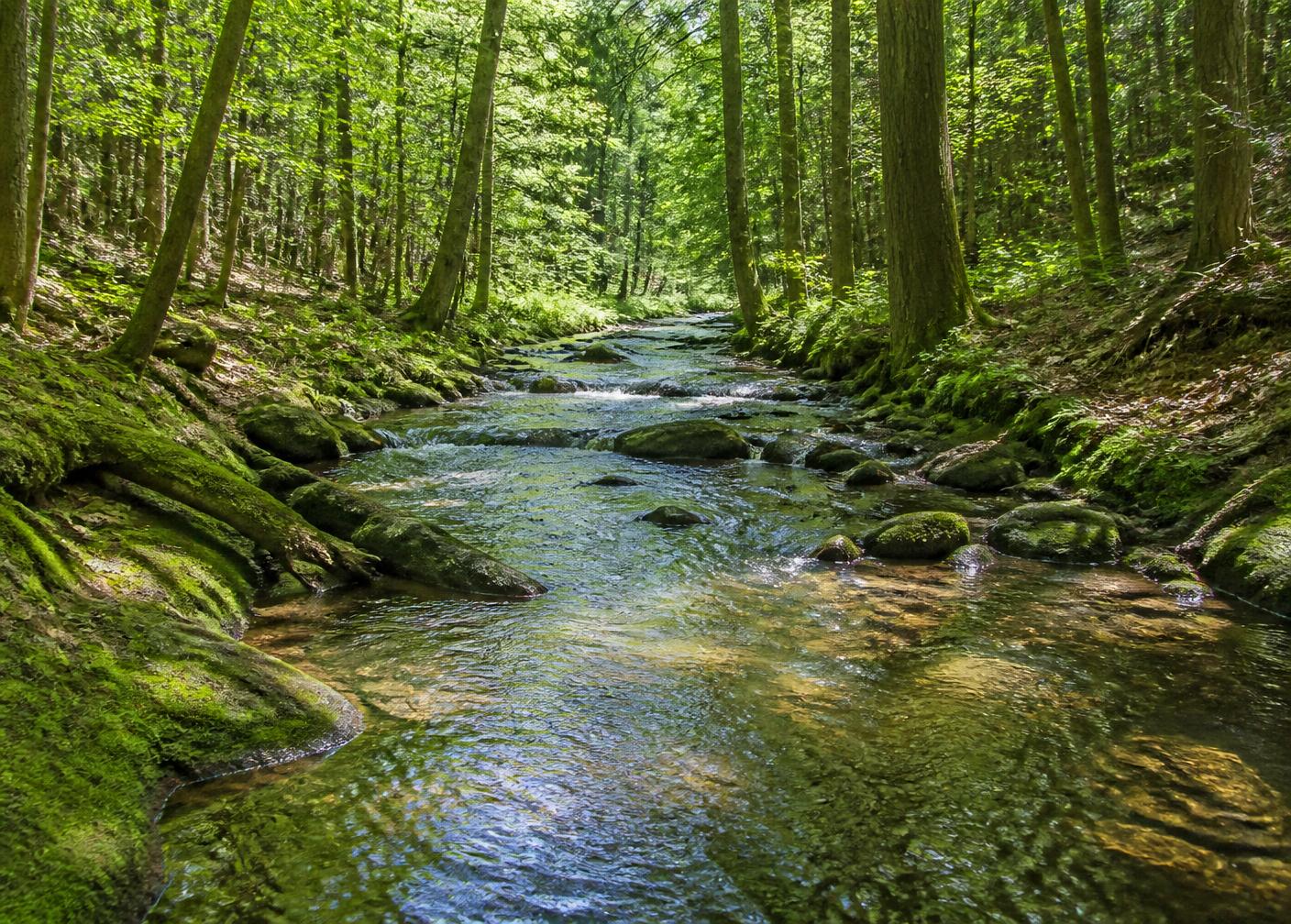 A stream running through hardwood forest